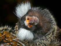 Common marmoset (Callithrix jacchus) with head tilted, captive, occurs in Brazil.