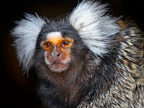 Common marmoset (Callithrix jacchus) portrait, captive, occurs in Brazil.