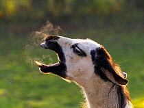 Domestic Llama (Lama glama) yawning with breath vapour.