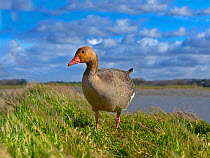 Grey-lag goose (Anser anser) grazing on new grass at Titchwell, Norfolk, England, UK, March.