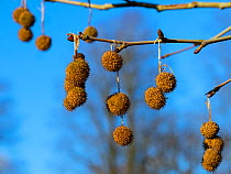 London plane tree (Platanus x hispanicus) fruits in winter, Norfolk, England, UK. March.