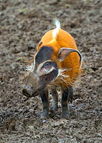 Red river hog (Potamochoerus porcus) portrait, captive, occurs in Congo and Guinea.
