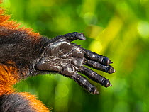 Hand detail of Red-ruffed lemur (Varecia rubra) Captive, occurs in Madagascar.
