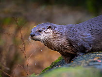 American river otter (Lontra canadensis) captive, occurs in North AMerica.