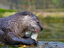 American river otter (Lontra canadensis) eating fish, captive, occurs in North America.