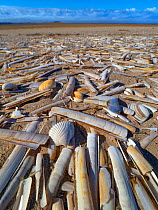 RF - Mass of Razor shells (Ensis siliqua) washed up on Titchwell beach, Norfolk, England, UK. March. (This image may be licensed either as rights managed or royalty free.)