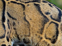 Clouded leopard (Neofelis nebulosa) close up of coat colour and patterns, Captive.