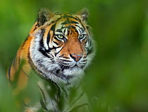 RF - Sumatran tiger (Panthera tigris sondaica) portrait, captive. Foliage digitally added. (This image may be licensed either as rights managed or royalty free.)
