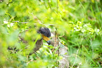 Crested serpent eagle (Spilornis cheela) on the ground. Yala National Park, Southern Province, Sri Lanka.