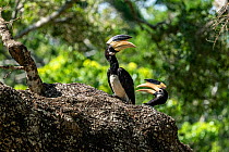 Malabar pied hornbills (Anthracoceros coronatus) , female and male pair perched in tree, Yala National Park, Southern Province, Sri Lanka.