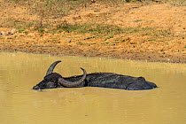 Water buffalo (Bubalus bubalis) soaking to cool down from the heat, Yala National Park, Southern Province, Sri Lanka.