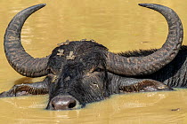 Water buffalo portrait (Bubalus bubalis) with some frogs on its head, soaking to cool down from the heat, Yala National Park, Southern Province, Sri Lanka.