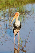 Painted stork (Mycteria leucocephala) inside a small lake. Yala National Park, Southern Province, Sri Lanka.