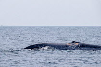 Injured dorsal fin of Blue whale sticking out of the surface (Balaenoptera musculus brevicauda). This may be the pygmy sub-species of blue whale, Balaenoptera musculus. Mirissa, Sri Lanka, Indian Ocea...