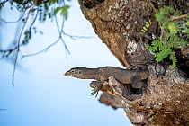 Bengal monitor (Varanus bengalensis) resting on tree. Yala National Park, Southern Province, Sri Lanka.