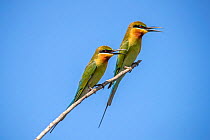 Blue-tailed bee-eater (Merops philippinus) pair sitting on perch. Yala National Park, Southern Province, Sri Lanka.