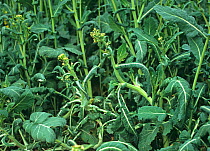 Stem and leaf distortion of oilseed rape caused by spray drift & chemical phytotoxicity from a hormone weedkiller, herbicide