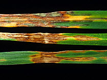 Leaf blotch (Rhynchosporium secalis) fungal disease lesions on ryegrass (Lolium perenne) leaves