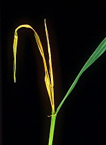 Frit fly (Oscinella frit) grassland, ley grass pest, &#39;dead-heart&#39; damage to ryegrass (Loium spp.) plant