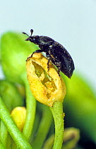 An adult pollen beetle (Meligethes aeneus) on a damaged oilseed rape flower bud