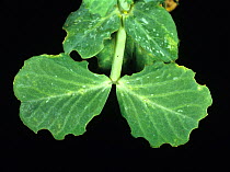 Leaf notching, feeding damage to a pea leaf caused by pea and bean weevil (Sitona lineatus) in a crop