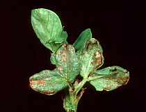 Cabbage thrips (Thrips angusticeps) bronzing and grazing damage to pea seedling leaves in a young crop