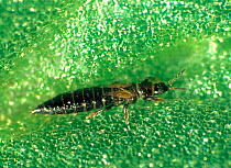 Field thrips (Thrips angusticeps) wingless, micropterous, adult crop pest of Fabaceae (legume) croips