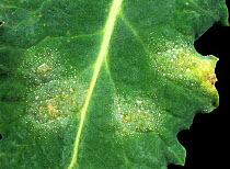 Light leaf spot (Pyrenopeziza brassicae) fungal disease lesion on oilseed rape or canola leaf (Brassica napus)canola