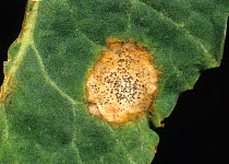 Leaf canker or black leg disease (Leptosphaeria maculans) crop disease lesion and pycnidia on oilseed rape leaf