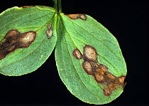 Leaf spot (Ascochyta fabae) crop fungal disease lesions on a field bean leaf (Vicia faba)