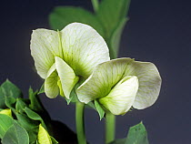 Leaves and white flower with five petals and green venation of a pea (Pisum sativum) crop plant