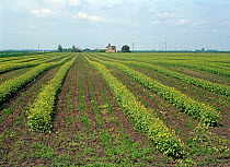 A green manure mustard crop used as a windbreak and for protection against soil erosion in a fenland carrot crop, Cambridgeshire, England, UK.