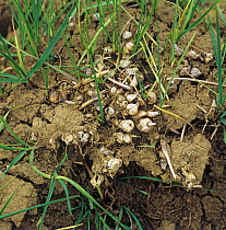 Onion couch or false oat grass (Arrhenatherum elatius) grass weed culms scattered on the soil after rotavation