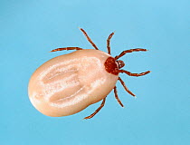 An adult female dog tick (Idoxes sp.) removed from its host on a plain background