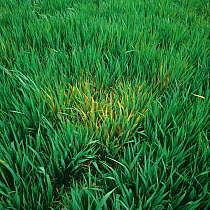 Focus of infection of barley yellow dwarf virus (BYDV), red leaf damage symptoms on young oat crop, Hampshire, England, UK.