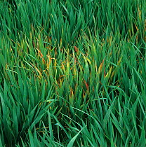 Focus of infection of barley yellow dwarf virus (BYDV), red leaf damage symptoms on young oats crop, Hampshire, England, UK.