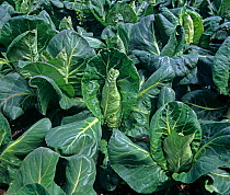 Maturing summer pointed cabbage crop, leaf vegetable greens in a market garden farm, Berkshire, England, UK.