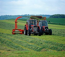Massey Ferguson tractors and forager collecting cut grass in rows and discharging to a trailer for silage making, Wiltshire, England, UK.