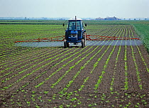 Ford tractor, mounted boom sprayer spraying rows of early post-emergence sugar beet crop, Cambridgeshire, England, UK. May