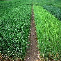 Experimental plots of Triticale (var. salvo) showing normal fertilizer application nitrogen (left) compared with no nitrogen which is shorter, weaker and yellower (right)