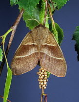 Fox moth (Macrothylacia rubi) female moth with eggs on silver birch (Betula pendula) England, UK.