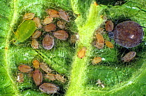 Apple leaf curling aphid (Dysaphis devecta) and apple aphid (Aphis pomi) pests on a curled apple leaf