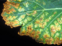 Severe symptoms, chlorosis and necrosis, caused by magnesium deficiency on the edge of an oilseed rape leaf