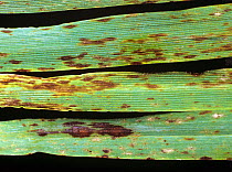 Hypersensitive reaction to powdery mildew (Blumeria graminis) causing necrotic lesions on barley leaf