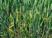 Focus of infection of BYDV (barley yellow dwarf virus) with chlorosis and leaf tipping symptoms in maturing wheat crop in ear. England, UK.