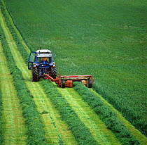 Ford tractor with Vicon Olympus mower mowing lush ryegrass ley in rows to forage for silage, Berkshire, England, UK.