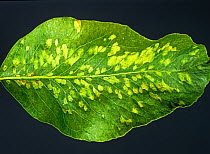 Pear leaf blister mite (Eriophyes pyri) damage blisters on a pear leaf backlit, England, UK.