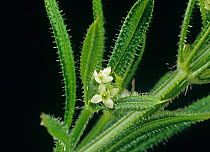 Small white flowers of arable and garden weed cleavers (Galium aparine) and leaves with hooked hairs which stick to clothing