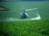 A helicopter with tanks and boom sprayer, flying low and spraying flowering pea crop on a summer morning, Hampshire, England, UK.