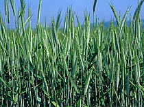 Triticale (variety Salvo) a hybrid crop of wheat and rye used for animal feed, healthy crop in leaf and green , Wiltshire, England, UK. July